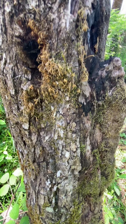Close-up of old tree trunk rising to sunlit canopy with eucalyptus background Stock Footage 310932673