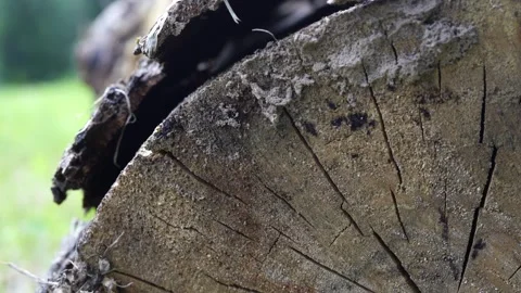Close-up of an old tree trunk - A tree trunk on the ground Stock Footage 249409009