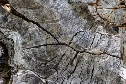 Close-up of an old trunk with cracks, cross-sectional view Stock Photos