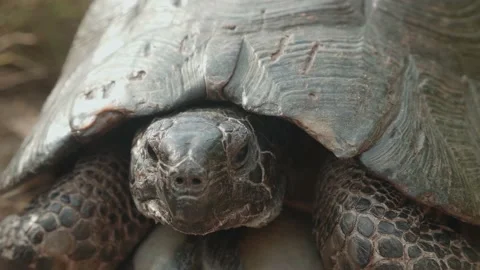 Close up of old turtle head, turtle face. Turtle land showing his face. Tortoise Stock Footage 139354009