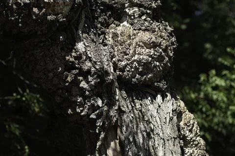 Close-up of an old uneven tree trunk Stock Photos