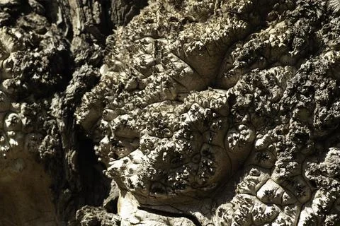Close-up of an old uneven tree trunk Stock Photos