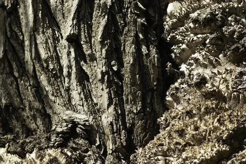 Close-up of an old uneven tree trunk Stock-Fotos