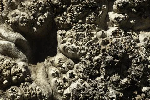 Close-up of an old uneven tree trunk Stock Photos