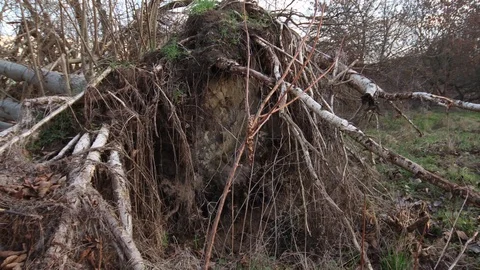 Close up of an old uprooted tree Stock Footage