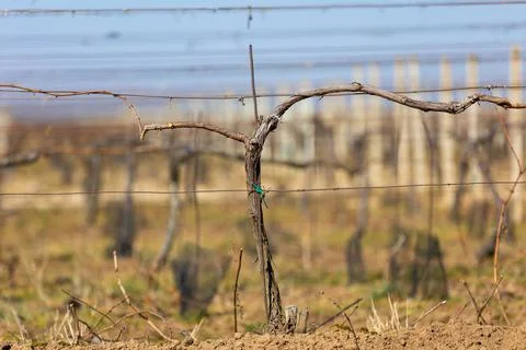 Close up of old vineyard at a spring time, ready for new season, wine concept 写真素材