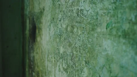 Close-up of an old wall in black toxic mold ,the problem of high humidity and Stock Footage 237450103
