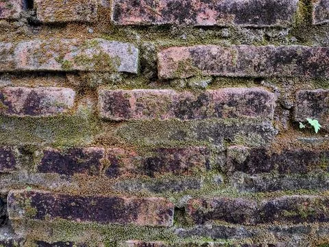 Close-up of an old weathered brick wall covered in moss and lichen. Stock Photos