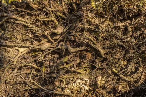 Close up of old weathered roots from trees on the forest floor Stock Photos