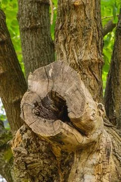 Close-up of an old weathered tree stump with cracked wooden texture and hol.. Stock Photos