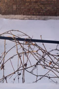 Close up of old wild grape and snow background at sunset Stock Photos