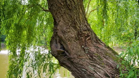 A close-up of an old willow tree trunk with textured bark. Stock Footage 340863370