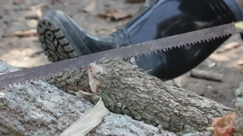 Close-up old woman using saw to cut wood branch Stock Footage 64837597