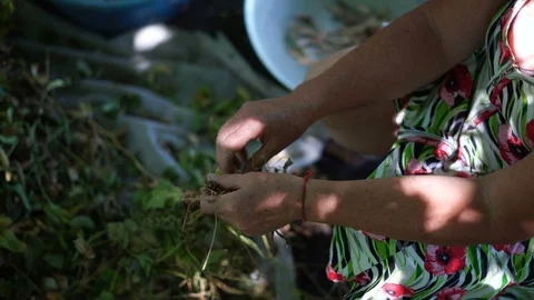 Close-up, Old Woman's Hands Tear off Asparagus Sticks Stock Footage 88199841