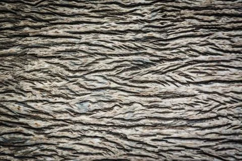 Close up of old wood texture background  Stock Photos