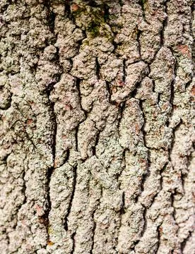 Close-up of old wood texture Foto stock