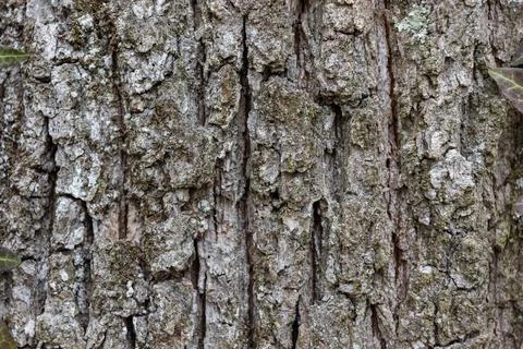 Close up Old Wood Tree Texture Background Pattern Foto stock