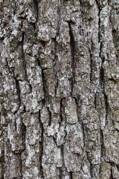 Close up Old Wood Tree Texture Background Pattern Stock Photos