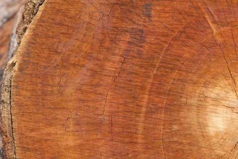 Close up of old wooden cut texture Stock Photos