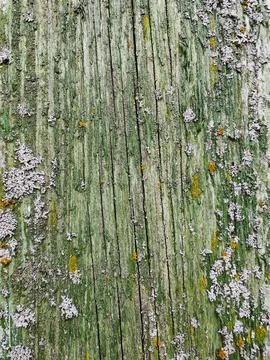 Close up old wooden plank wall rough texture for design Stock Photos