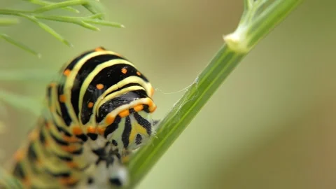 Close up of Old World swallowtail caterpillar (Papilio machaon) on dill branch 库存影片 333860160