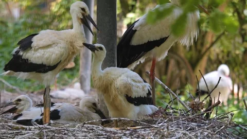 Close up of older baby storks Stock Footage 249628205