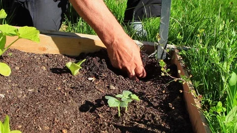 Close up of an older man hands digging a hole in the soil of his garden. Stock Footage 111979236