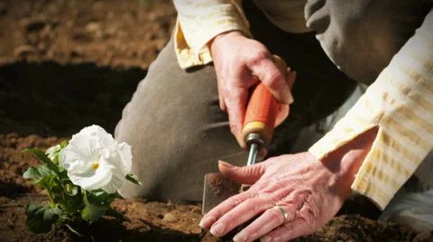 Close up of an older woman's hands digging a whole in the soil of her garden Stock Footage 33864942