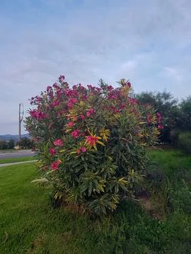 Close up of an oleander flower in full bloom Stock Photos