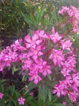 Close up of an oleander flower Stock Photos