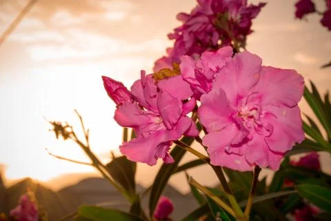 Close Up of Oleander Flowers at Sunset Stock Photos