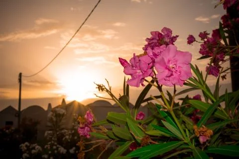 Close Up of Oleander Flowers at Sunset Фото