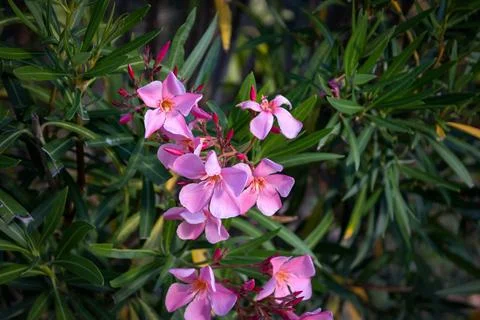 Close up of oleander in a garden Stock Photos