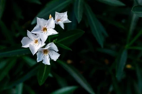 Close-up oleander Stock Photos