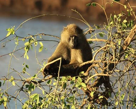 Close up of an olive baboon Foto stock