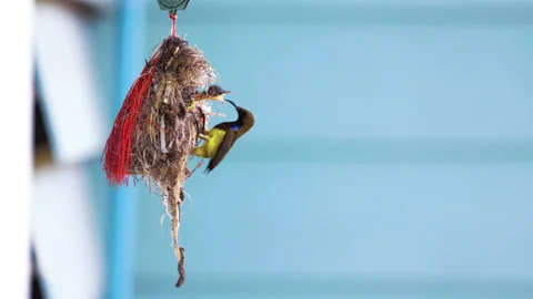 Close up Olive-backed sunbird is feeding a baby in the nest. Vidéo 197738516