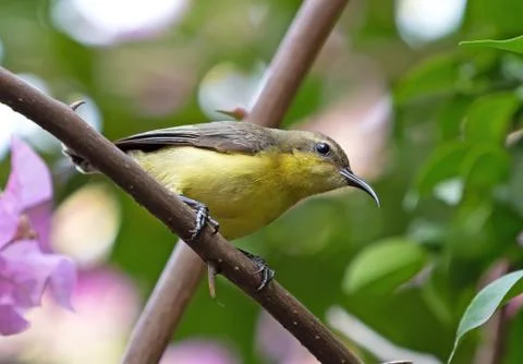Close up Olive-Backed Sunbird Perched on Branch Isolated on Background Stockfoto's