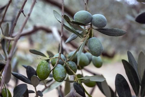 Close-up of Olive Berries on Leafy Tree Stock Photos