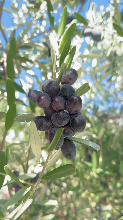 Close-up olive branch, bunch of dark olives swaying in the wind,olive oil Stock-Footage 289386511