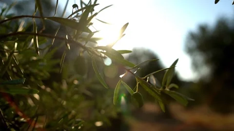Close Up of Olive Branch with Fruit Backlit by Sunlight Olea Europaea Stock Footage 328535888