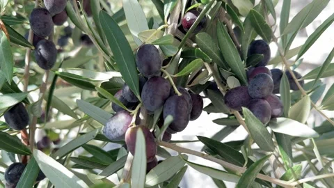 Close-up olive branch,bunch of dark black olives swaying in the wind, olive oil Stockbeeldmateriaal 289386463