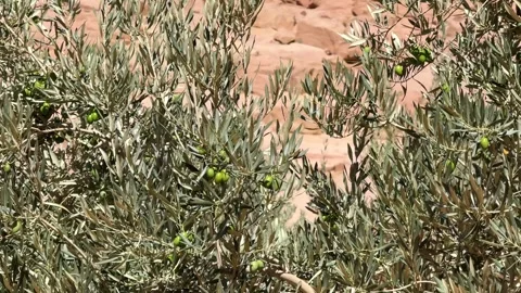 Close up of olive branches beside monastery stone walls Vidéo 341452254