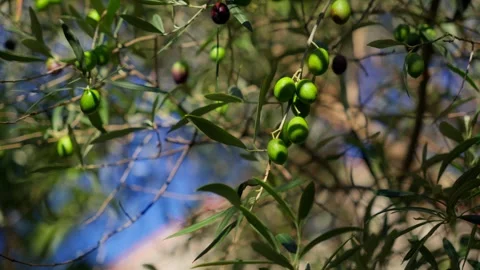 Close olive branches with sun lit leaves and ripening olives move in a light Stock Footage 329411868