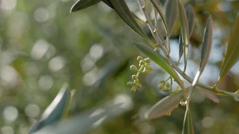 Close-up of olive flowers Stock Footage 109276239