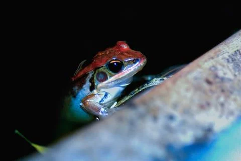 Close-up of an Olive Frog. Stock Photos