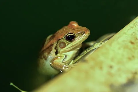 Close-up of an Olive Frog. Stock Photos