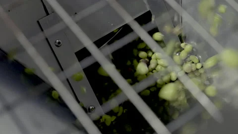 Close up of olive oil process production in factory  4K 60fps Stock Footage 219617089