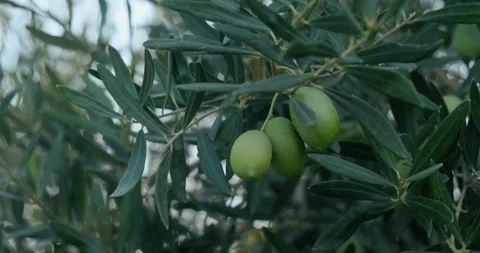 Close up olive on olive tree branch. Stock Footage 160129206