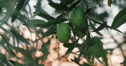 Close up olive on olive tree branch. Video stock 160129521