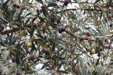 Close-up of an olive tree after the rain. Selective focus. Soller, Majorca Stock Photos